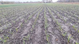 Работаем препаратами от сорняков по чесноку. Планируем внекорневые подкормки, защиту от болезней.