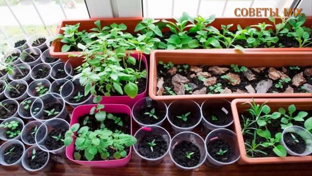 Как просто и быстро выращивать рассаду для хорошего урожая на даче смотреть онлайн