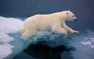 Послушаем крики рычащего белого медведя