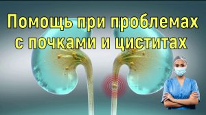 Первая помощь при проблемах с почками и цистите. Фитолизин паста