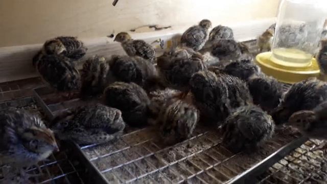 Перепела породы фараон недельные # результат исключения ошибок смотреть онлайн