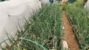 Неужели урожай насмарку? Пероноспороз чеснока и лука. Переработка укропа в заморозку