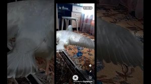 ухаживаю за птицами чуть не умер💀💀