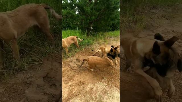игры бельгийская овчарка малинуа / belgian shepherd malinois game смотреть онлайн
