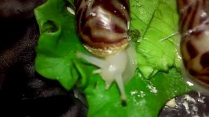 что едят улитки