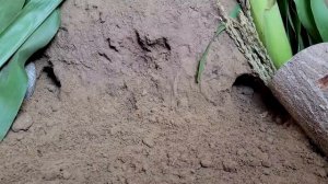 Cat TV mouse digging burrows / holes in sand , playing and squeaking 8 Hour 4k UHD