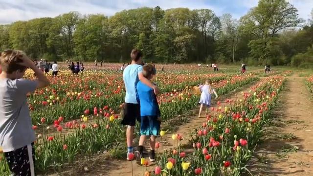Visit a Tulip Garden with your Family [REAL DEAL FAMILY TRIP] смотреть онлайн