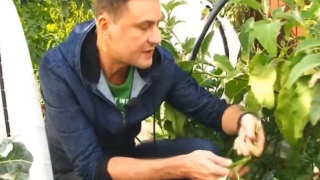 СЕЛЬДЕРЕЙ выращиваем на П-образной грядке смотреть онлайн