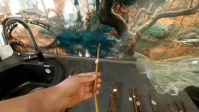 Виноград в Сибири.Часть 2-я, Укоренение черенков. смотреть онлайн