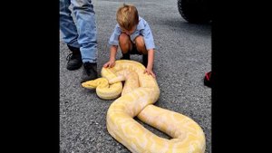 Женщина заметила на пороге своего дома огромного питона...