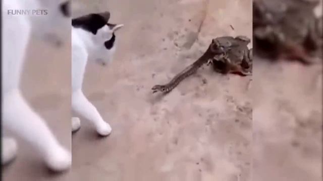 Самые бесстрашные кошечки
