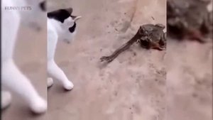 Самые бесстрашные кошечки