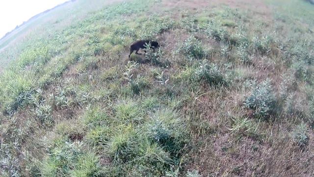 რუსული სპანიელი ჩაპა/rusuli spanieli chapa смотреть онлайн