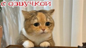 ПРИКОЛЫ С КОТАМИ! с озвучкой! Смешное видео с котами! Самые смешные животные! Я РЖАЛ ЦЕЛЫЙ ЧАС!