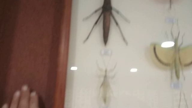 Экзоопарк в Рио (Санкт-Петербург). Гигантские насекомые и паукообразные. смотреть онлайн