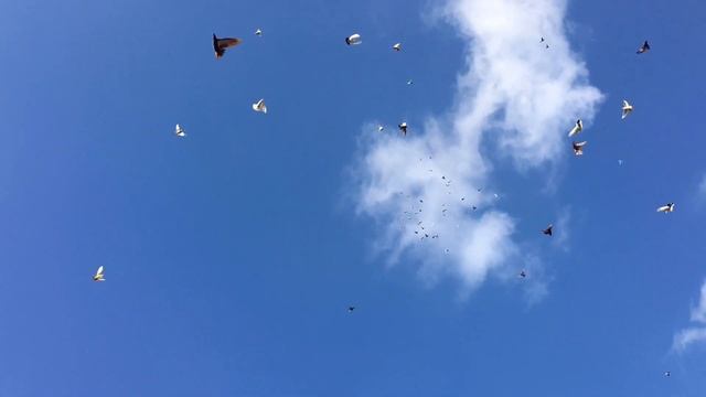Чесночное масло для голубей