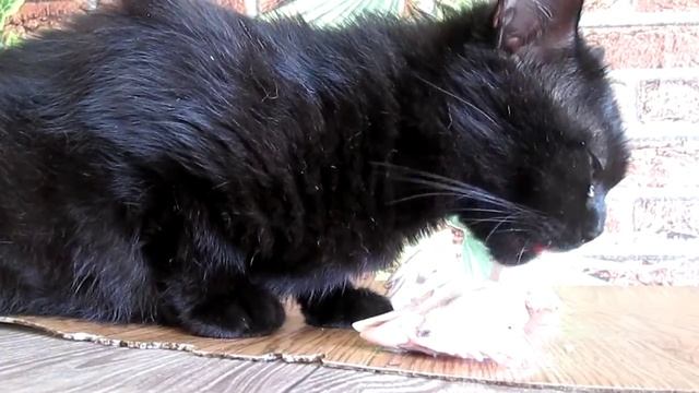 как правильно кормить кошку, пп для домашней кошки смотреть онлайн