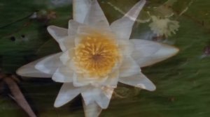 МАНТРА УДАЧИ И СЧАСТЬЯ