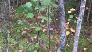 Хмелевка сбор грибов и ягод начало сентября 2014