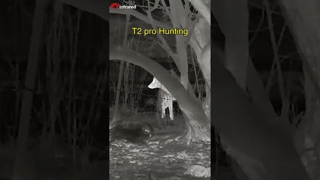 Xinfrared T2 Pro|Thermal Camera|Thermalhunting| Night Vision| Let’s observe wildlife in deep forest