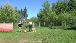 Щенок испугался. Что делать