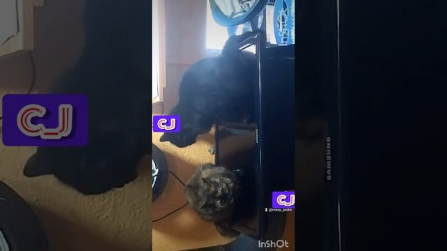 бой мамы дочки