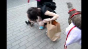 Аргусов варан на прогулке с Типичной Москвой