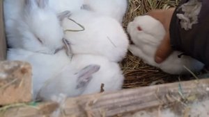 #5 .Кролики НЗБ. Почему НЗБ?