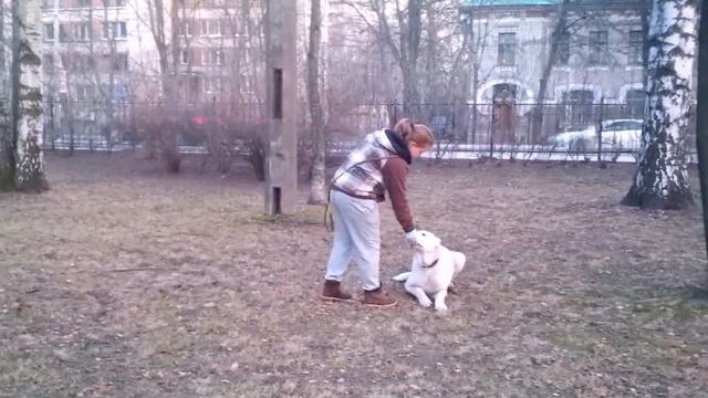 Дрессировка алабая