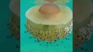 Продолжаем рассказывать о самых необычных медузах, обитающих в морях и океанах нашей планеты.