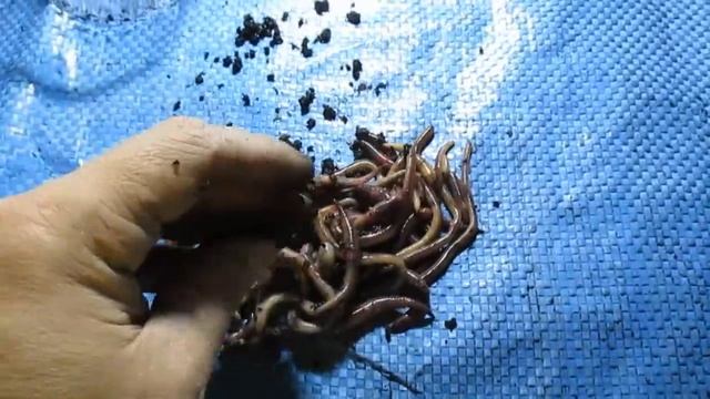 Во сколько увеличится популяция дендробены за год! 3 часть . смотреть онлайн