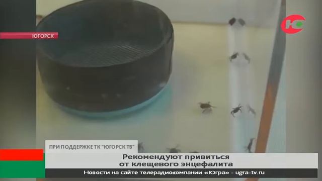 Югорчанам рекомендуют поставить прививку от клещевого энцефалита смотреть онлайн