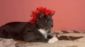 Анонс котинет без заставок (можно брать)