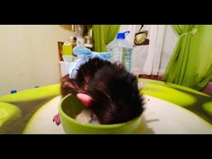 МЫ УХА-ХА-ТЫВАЕМСЯ !!! Люся просто НЫРНУЛА В КАШУ! Мамой клянусь три дня не ела)))