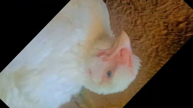 Coco Chicken Dance 6 ! funny chicken Song & Videos ! Coco Dance смотреть онлайн