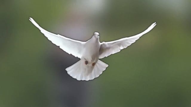 Челендж до дня миру .