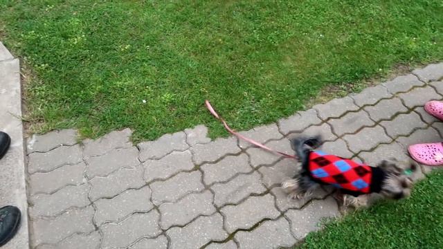 Моя собака не любит никого! Нашла свои любимые цветы на даче! смотреть онлайн