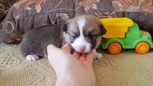 Э-помет Фрай Винд, щенки вельш корги пемброк, возраст 21 дней смотреть онлайн