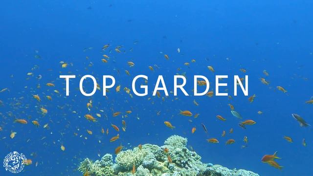 Sharm El Sheikh  E26 Coral Reef and Eagle Ray - Visit & Rate Sharks Bay Umbi Dive Center - Egypt