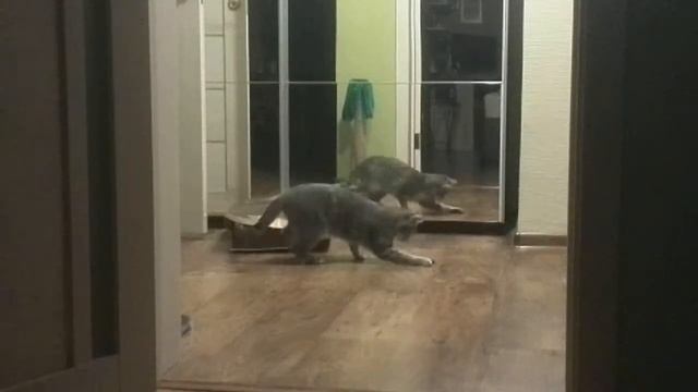 Почему кошки любят пакеты? смотреть онлайн