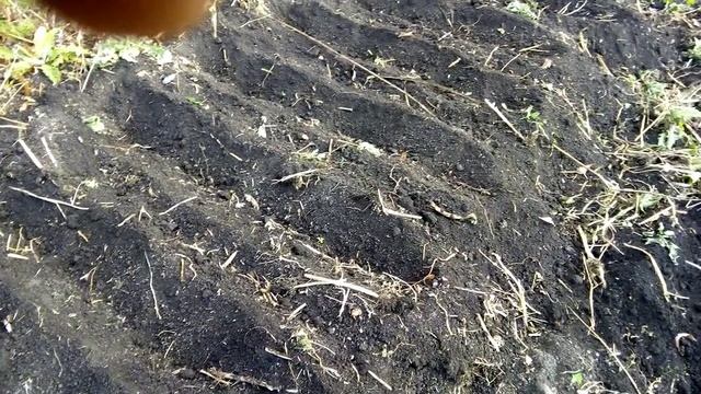 Посадка бульбочки чеснока сорта "Любаша" от канала "Золотой чеснок"