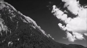 К чему снится птица и разные виды птиц .....