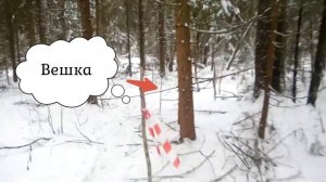 Отвод лесосек
