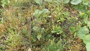 Прививка (окулировка) яблони - результат первого года (плюс эксперимент)