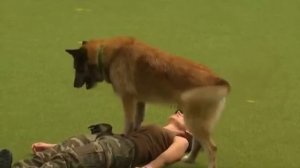 Самая умная военная собака