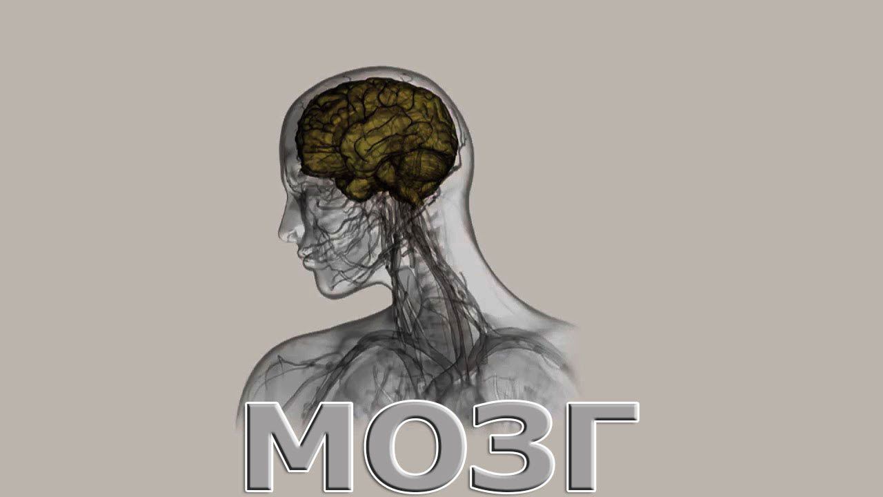 Мозг. (stopsoznanie.ru)