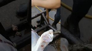 Разделка КРС в домашних условиях?