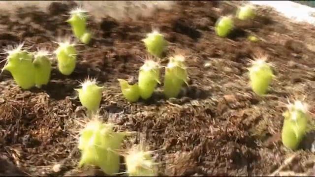 КАКТУСЫ ИЗ СЕМЯН спустя 3 месяца от посева!Наросли настоящие колючки.Суккуленты из семян- мой опыт. смотреть онлайн
