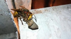 ОГРОМНЫЙ ШЕРШЕНЬ В ДЕЛЕ