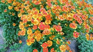 ГЕЛЕНИУМ В САДУ-УКРАШЕНИЕ САДА!!!НАЗВАН В ЧЕСТЬ КРАСИВОЙ СУПРУГИ ЦАРЯ МЕНЕЛАЯ ЕЛЕНЫ ПРЕКРАСНОЙ!!!